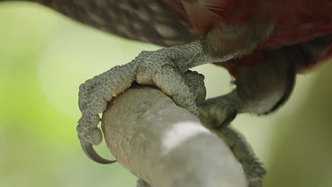 la garra de pájaro kaka es un gran loro que vive en el bosque en wellington, isla del norte, nueva zelanda.