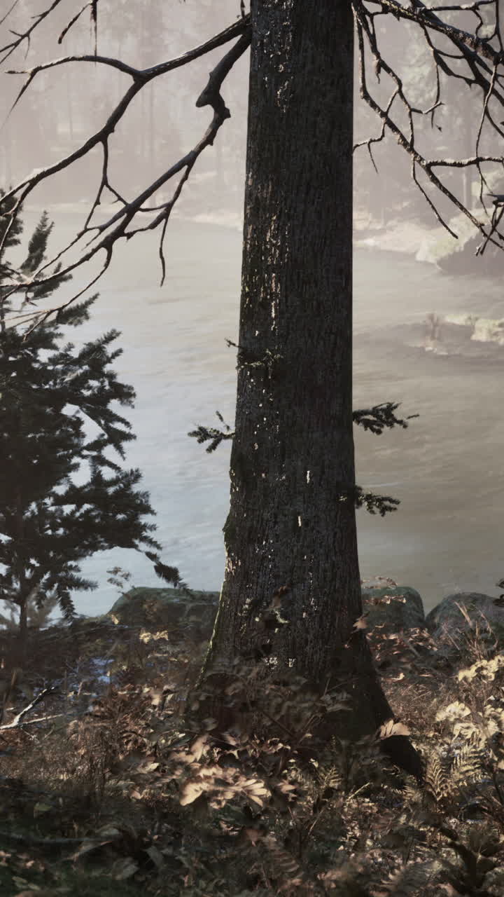 뒷면 에 강 이 있는 안개 숲 에 있는 나무 줄기 의 클로즈업