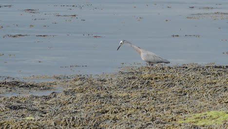 white-faced heron bird fly away after feeding in the water