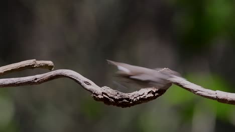 El-Papamoscas-Marrón-Asiático-Es-Un-Pequeño-Pájaro-Paseriforme-Que-Se-Reproduce-En-Japón,-Himalaya-Y-Siberia