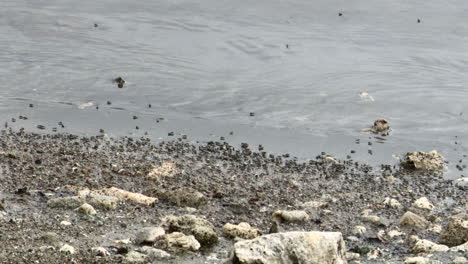 Mosquitos-teem-along-the-water's-edge.-Carribean,-Bonaire