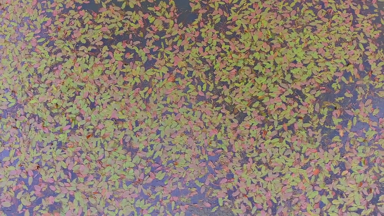 Aerial View of Colorful Autumn Leaves Floating on Calm Pond Water