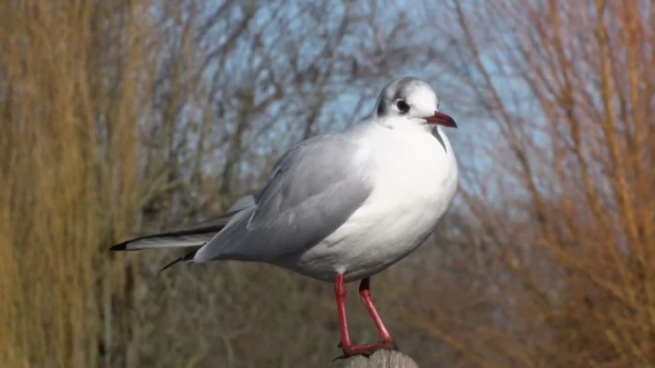 Un gabbiano comune, Chroicocephalus ridibundus, nel piumaggio invernale, appollaiato su un palo di recinzione. Inverno. Regno Unito.