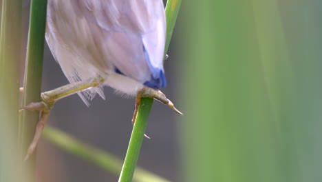 Looking-at-how-a-Yellow-Bittern-bird-cling-to-freshwater-plants-over-water---Close-up