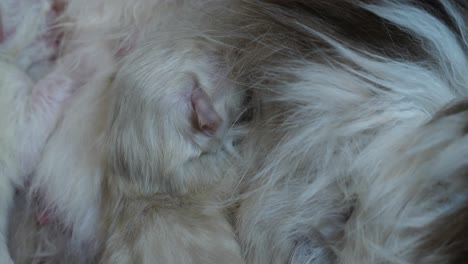 animal- ragdoll kitten drinking breast milk