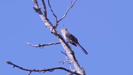 northern mockingbird, perched on a leafless branch