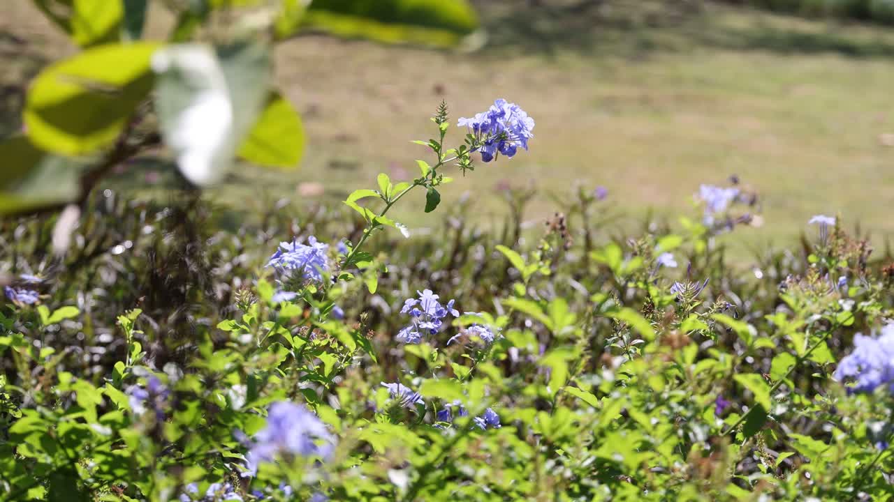 una vibrante exhibición de flores púrpuras a la luz del sol