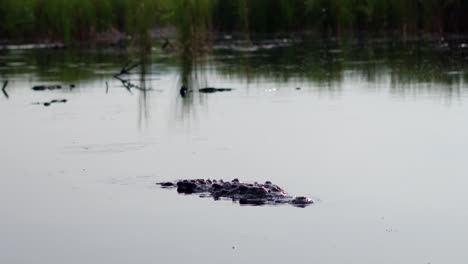 Foto-De-Un-Gran-Cocodrilo-Nadando-En-El-Manglar-En-La-Ventanilla,-Oaxaca