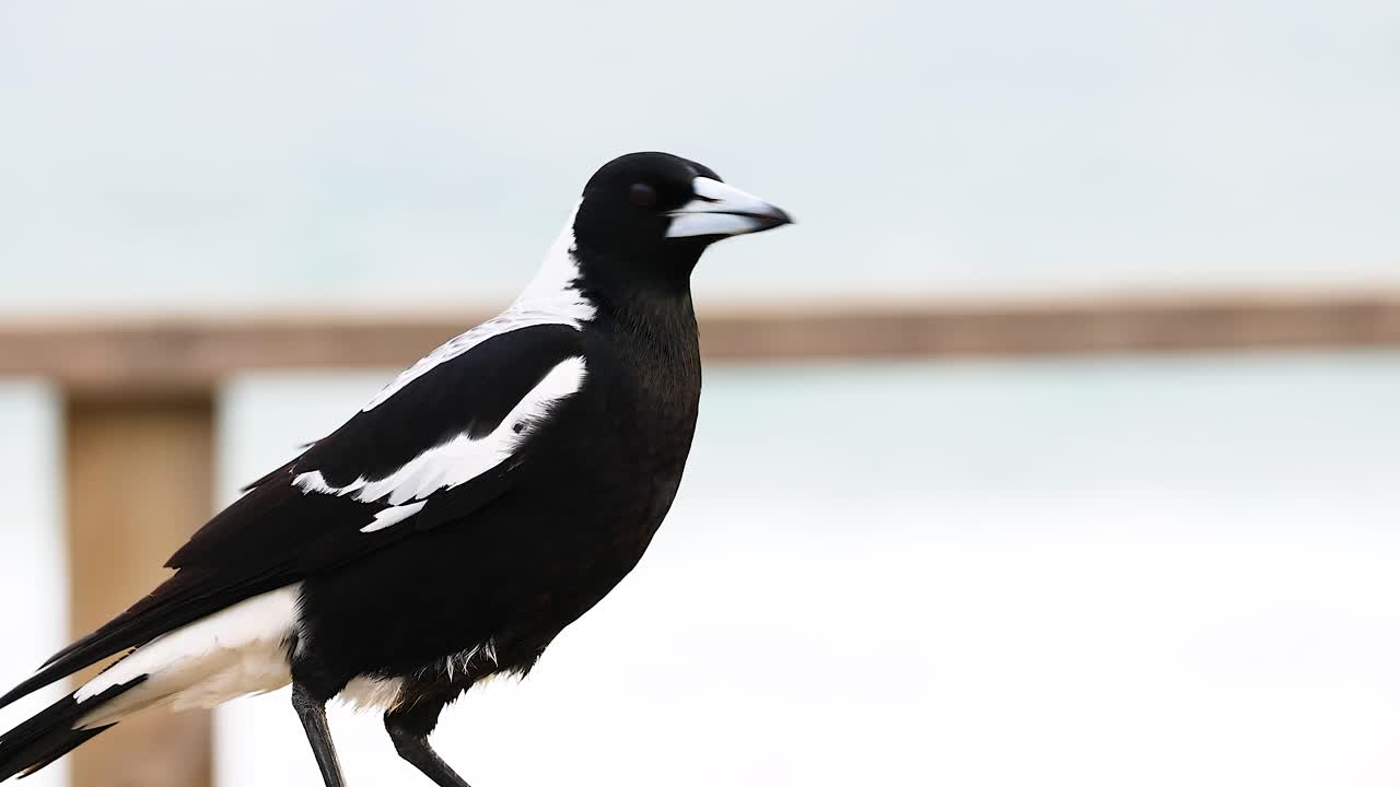 An Australian magpie perches on a wooden railing, overlooking the ocean with a calm demeanor under natural daylight