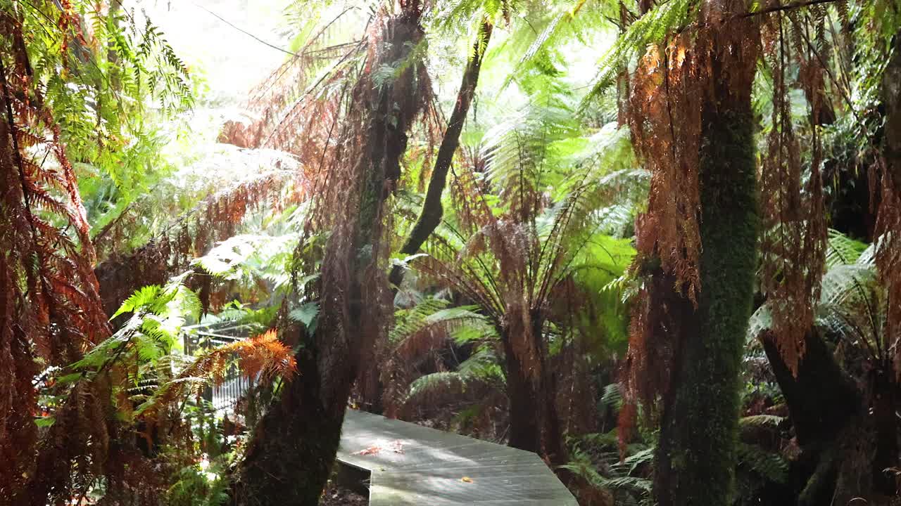 울창 한 열대 우림 을 가로질러 조용 한 산책