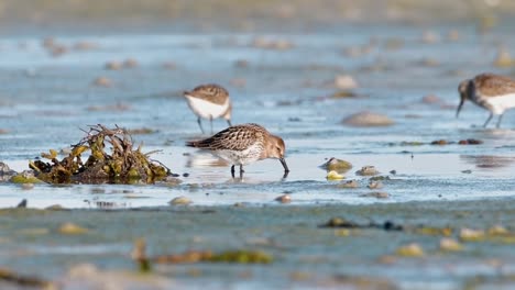 cinematic wildlife footage of a dunlin (calidris alpina) feeding at sunrise on a tidal flat in a western norwegian fjord, captured in soft golden hour light