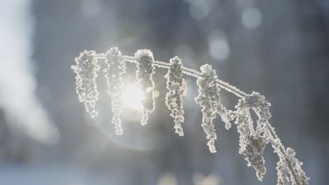 close up of frozen grass plant against bright sun flare, handheld pan, day