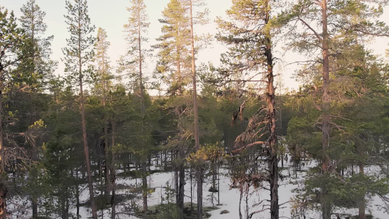 Pine Forest in the Ringebu Mountains of Norway with Snow and Sunlight