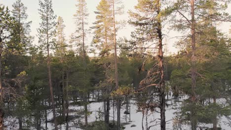 pine forest in the ringebu mountains of norway with snow and sunlight