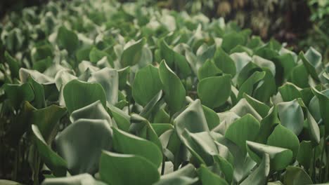 Growing-green-plants-on-forest-jungle-floor-in-Bali,-motion-view