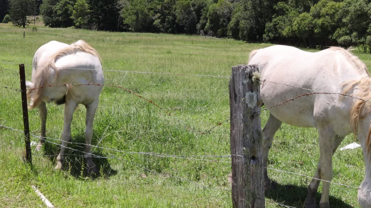 나무 울타리 근처 에서 풀 을 는  말