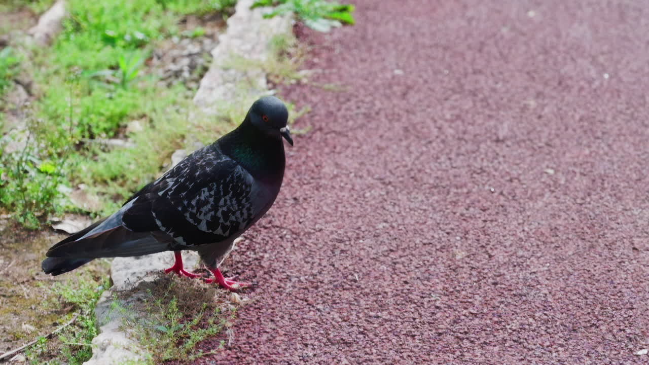 Close up of a pigeon walking on the street