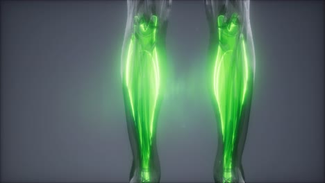 gastrocnemius- 눈에 보이는 근육 해부학 지도