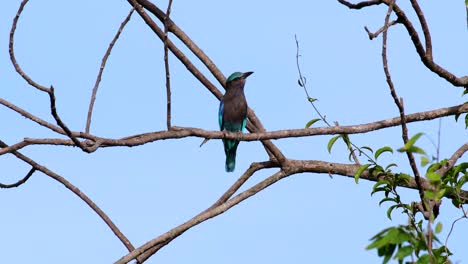 The-Indian-Roller-is-common-in-Thailand,-readily-seen-when-travelling-to-the-province-and-national-parks