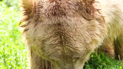 close-up of a grizzly bear
