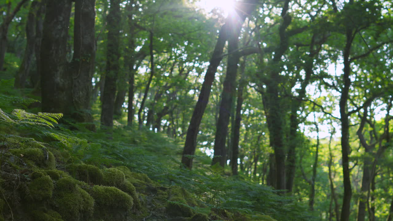 Calm Beautiful Forest Scene with Morning Sun Flare Peeking Through Trees on Hillside with Bright Green Ferns and Moss Covered Rocks. Natural Wood Environment. Filmed in UK.