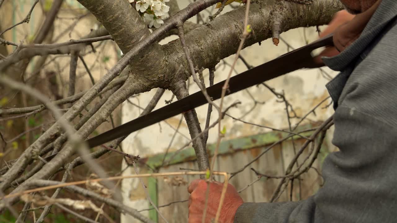 el jardinero en el jardín corta las ramas de los árboles 02
