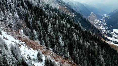 Vista-Aérea-De-Pinos-Cubiertos-De-Invierno-Blanco-En-La-Ladera-De-La-Montaña-En-Bedretto,-Suiza