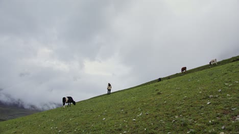 woman hiking in a mountainous pasture with cows