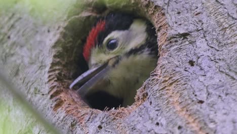 closeup of woodpecker chick baby looking for food pops head out of nest when mother arrives, static, day