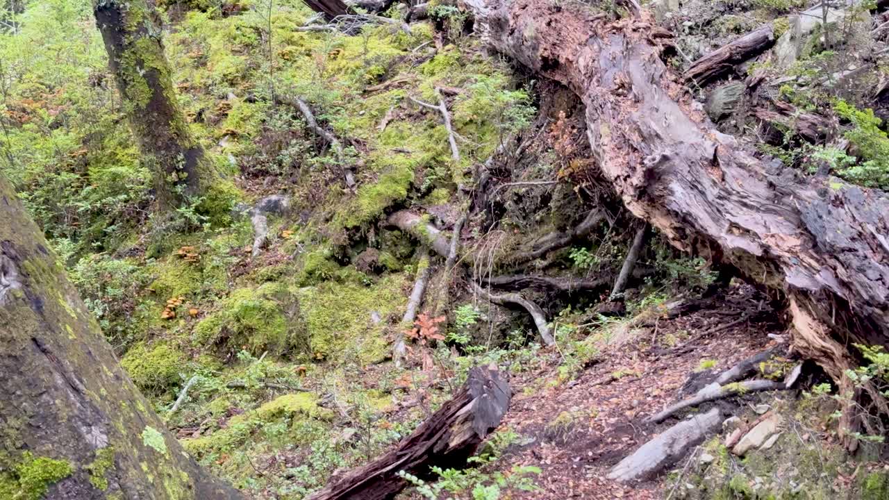 Camera slowly pans across mossy log, lichen, and forest floor in natural daylight