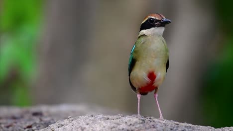 Uno-De-Los-Pittas-Más-Buscados-Y-Catalogado-Como-Una-Especie-Vulnerable