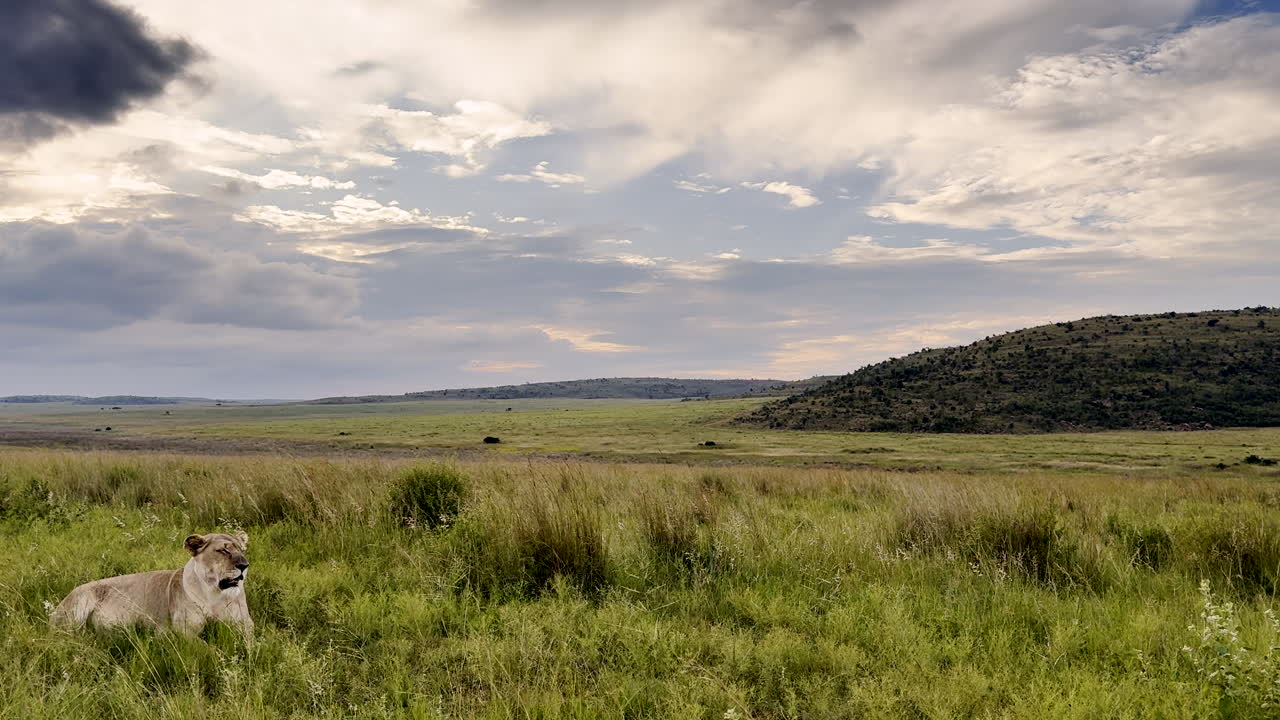 Lioness lies down resting in open grassy field as storm clouds gather