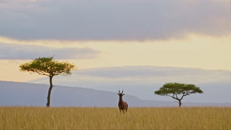 topi wildlife in african savanna landscape at sunset, africa safari animal in beautiful savannah scenery with dramatic sky, clouds and acacia trees in maasai mara national reserve, kenya