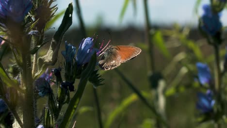 mariposa en una flor azul