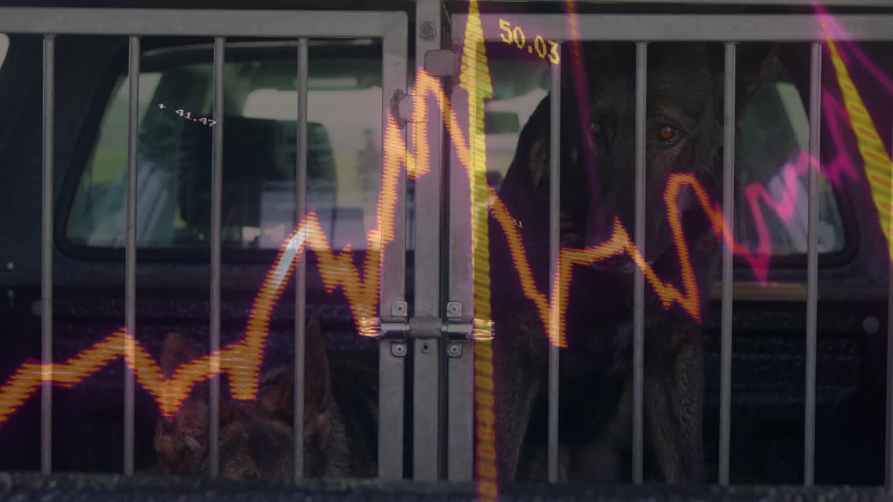 Flat design German Shepherd dogs sitting behind cage bars in truck bed, showing stock chart overlay