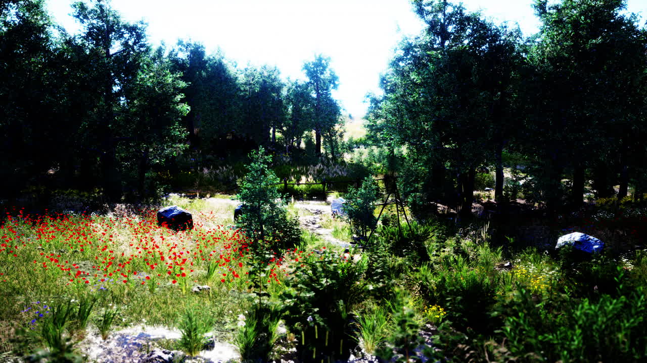 해가 지면 에 숲 이 있는 시골 을 가로지르는  ⁇ 길