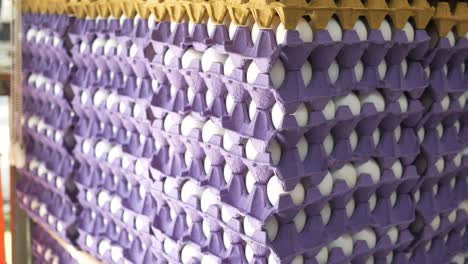 a large stack of white eggs in purple egg cartons