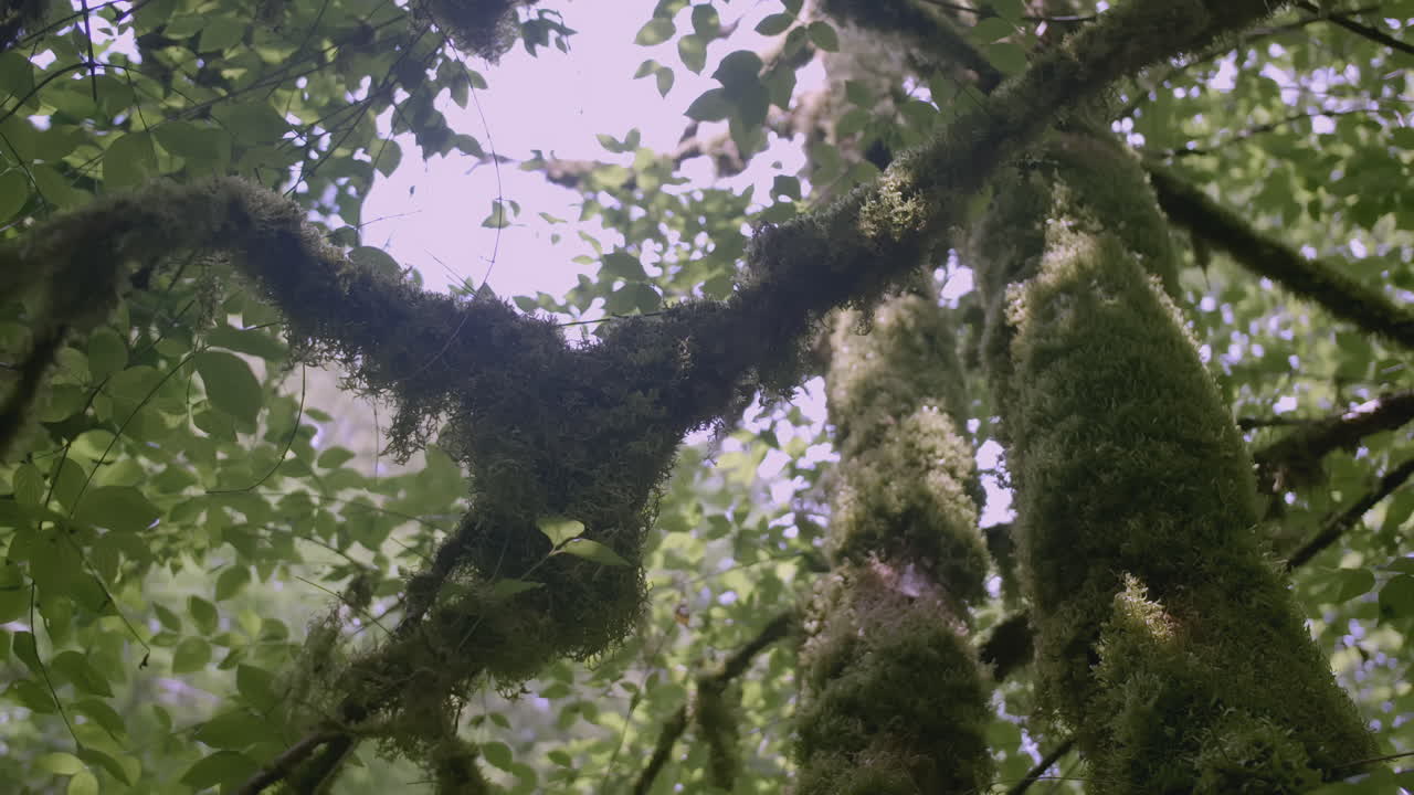 el dosel del bosque con ramas de musgo
