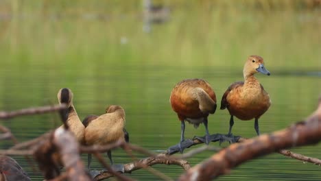 pollitos de pato silbando en el estanque