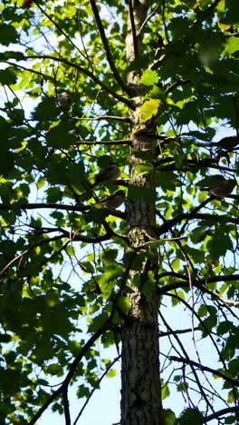 sparrows in a tree