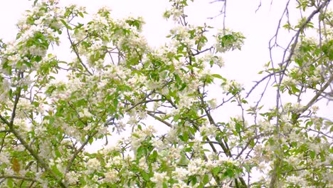 chestnut-sided warbler hops from branch to branch on a green-leaved tree