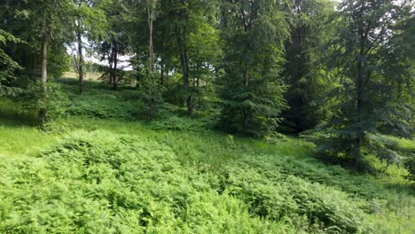 video de drones de 4k que muestra exuberantes árboles y plantas verdes en un bosque