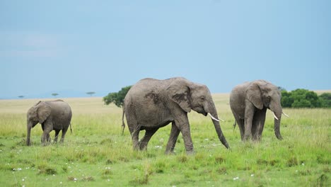 slow motion shot of family of african wildlife safari animals elephants walking through maasai mara national reserve, kenya, protection of masai mara north conservancy