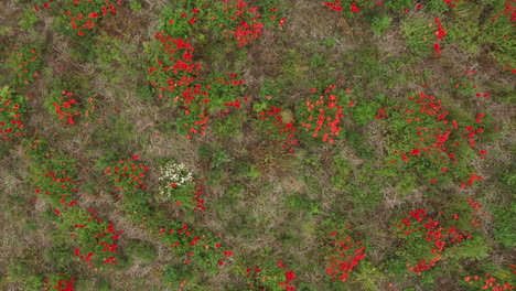 vista aérea de pájaros de un conejito en la parte superior derecha de un campo de amapolas con flores silvestres