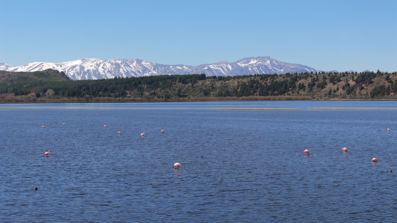 Drone footage capturing a flock of flamingos while feeding on a lake. Andes mountain range in background with snowed peaks. Shot 4K at 60fps.