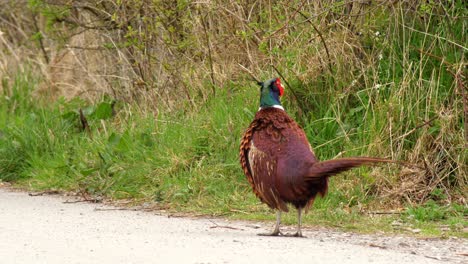 un faisán macho llama y agita sus plumas