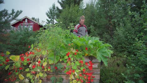 beautiful garden nasturtium growing in a wooden box with a man pruning dry leaves