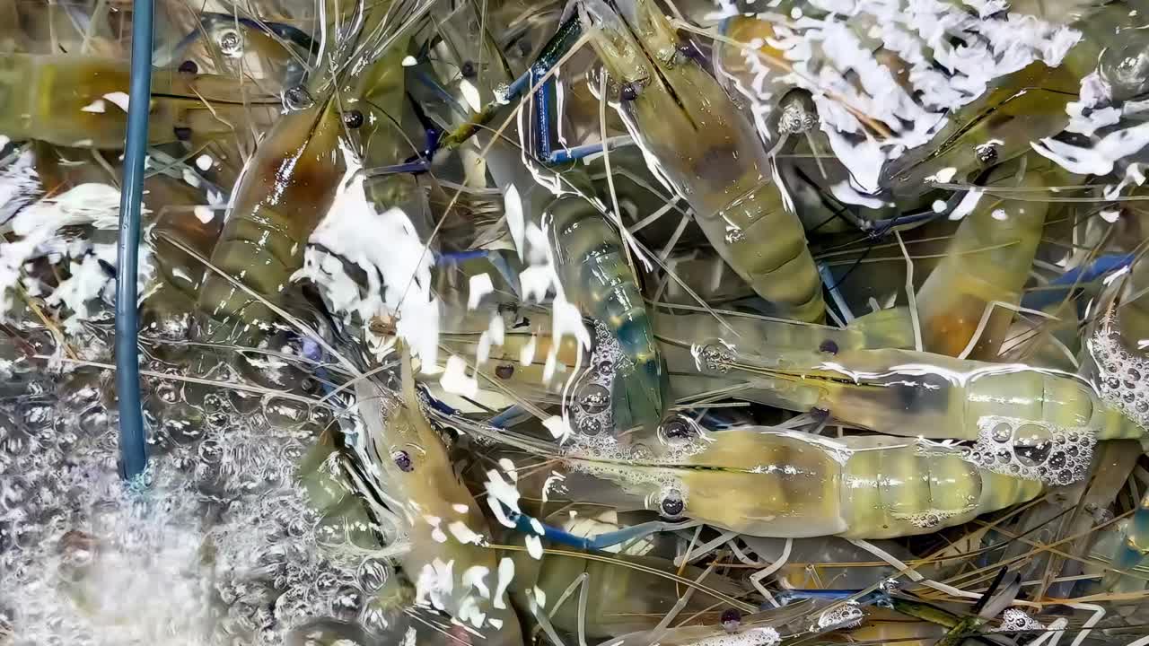 Detailed view of live shrimp immersed in bubbling water, showcasing their vibrant colors and movement.