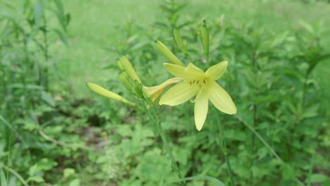 the first two of a flush of rain lilies blossom into delightful yellow flowers