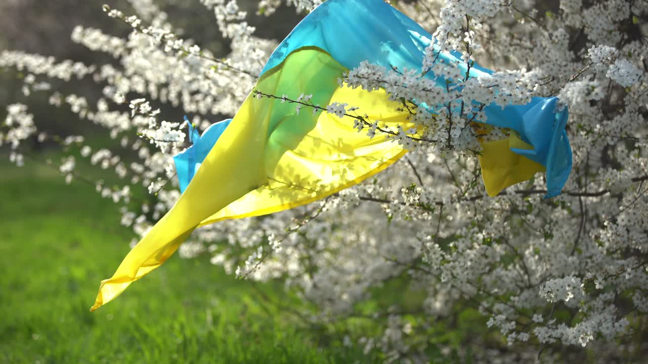 Alberi in fiore primaverile con fiori sullo sfondo della bandiera dell'ucraina. Sfondo di primavera.